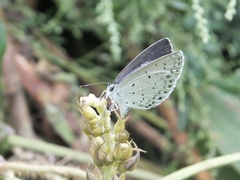 Celastrina argiolus