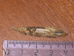 Canephora hirsuta