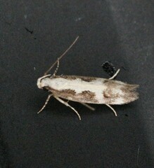 Chionodes sistrella