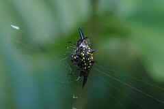 Gasteracantha fornicata
