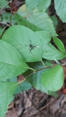 Mangora
