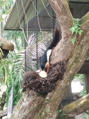 Ratufa bicolor