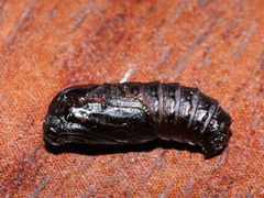 Canephora hirsuta