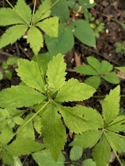 Sanicula canadensis