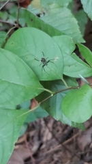 Mangora