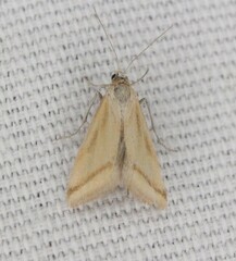 Microtheoris vibicalis