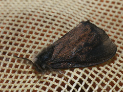 Canephora hirsuta