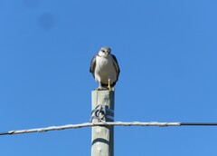 Geranoaetus polyosoma