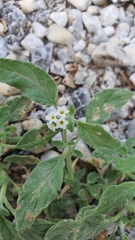 Heliotropium europaeum