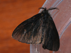 Canephora hirsuta