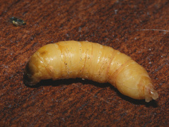 Canephora hirsuta