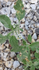 Heliotropium europaeum