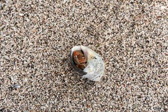 Coenobita compressus