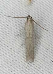 Homoeosoma electella