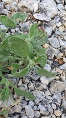 Heliotropium europaeum