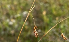 Carex capillaris
