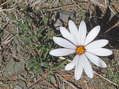 Dimorphotheca zeyheri