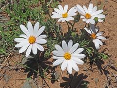 Dimorphotheca zeyheri