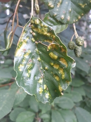 Acalitus brevitarsus