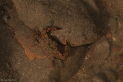 Charybdis hellerii