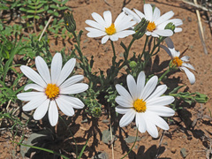 Dimorphotheca zeyheri