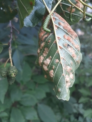 Acalitus brevitarsus