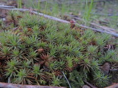 Polytrichum juniperinum