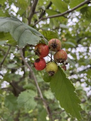 Crataegus mollis