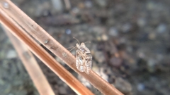 Corythucha arcuata