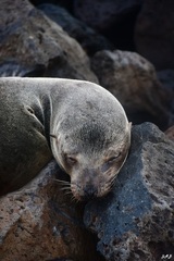Arctocephalus galapagoensis