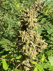 Eriophyes rhoinus