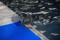 Butorides striata sundevalli