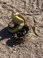 Heterodon platirhinos