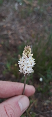 Bulbinella trinervis