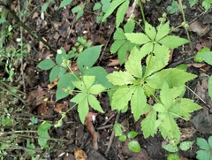 Sanicula canadensis