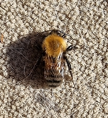 Bombus schrencki