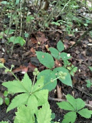 Sanicula canadensis