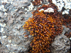 Orthotrichum anomalum