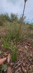 Bulbinella trinervis