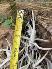 Tillandsia arequitae