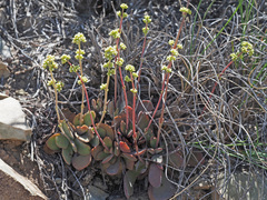 Crassula nudicaulis