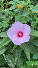 Hibiscus laevis