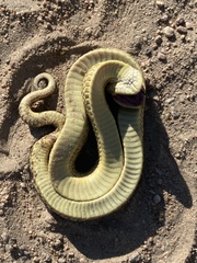 Heterodon platirhinos