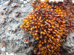 Orthotrichum anomalum