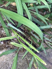 Paspalum pubiflorum