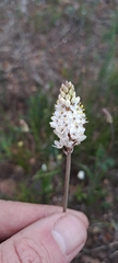 Bulbinella trinervis