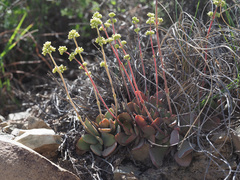 Crassula nudicaulis