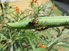 Oncopeltus cingulifer