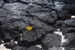 Setophaga petechia aureola