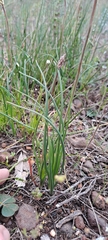 Bulbinella trinervis